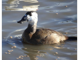 White Headed Duck